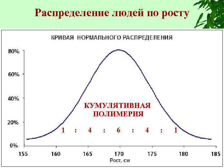 Распределение людей по росту КУМУЛЯТИВНАЯ ПОЛИМЕРИЯ 1 : 4 : 6 : 4 :