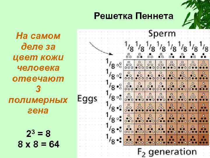 Решетка Пеннета На самом деле за цвет кожи человека отвечают 3 полимерных гена 23