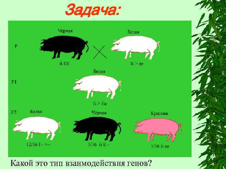 Задача: Какой это тип взаимодействия генов? 