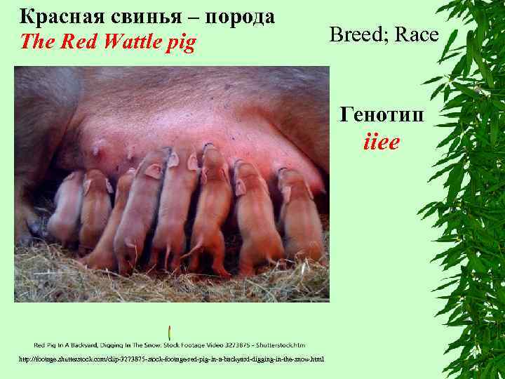 Красная свинья – порода The Red Wattle pig Breed; Race Генотип iiее http: //footage.