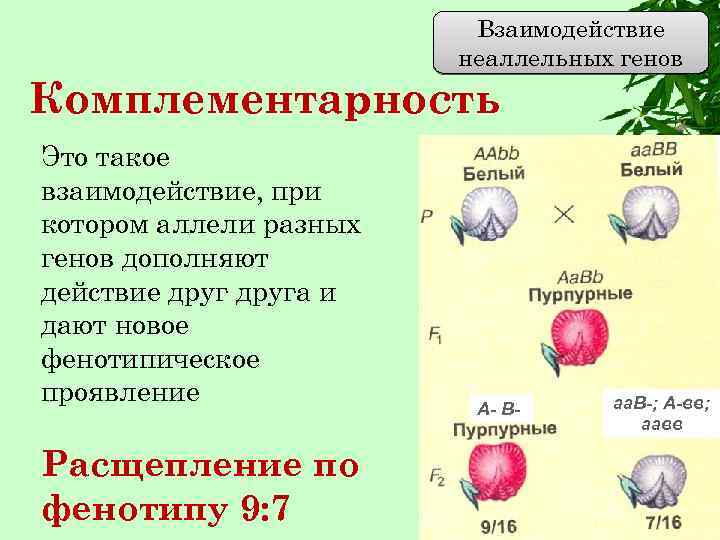 Взаимодействие неаллельных генов Комплементарность Это такое взаимодействие, при котором аллели разных генов дополняют действие