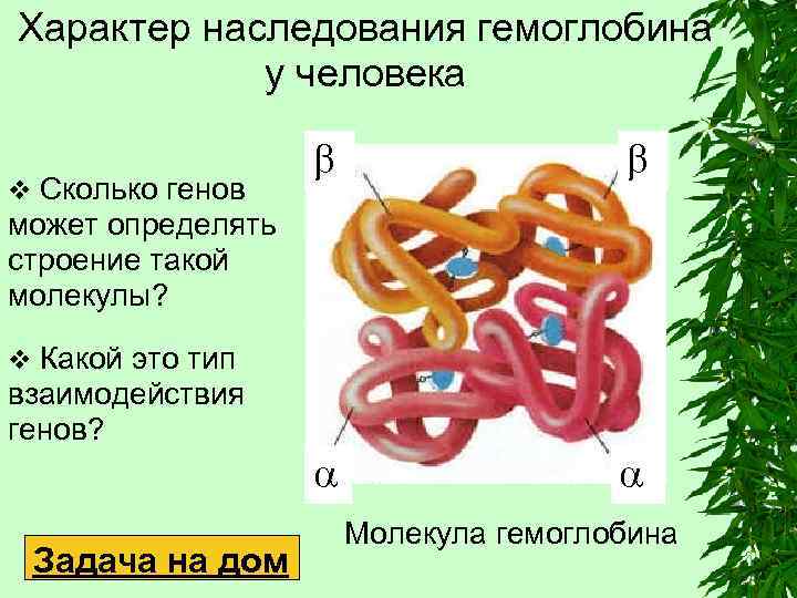 Характер наследования гемоглобина у человека v Сколько генов может определять строение такой молекулы? v