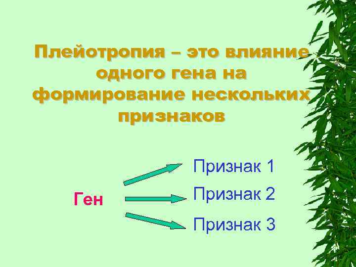 Один ген определяет развитие нескольких признаков