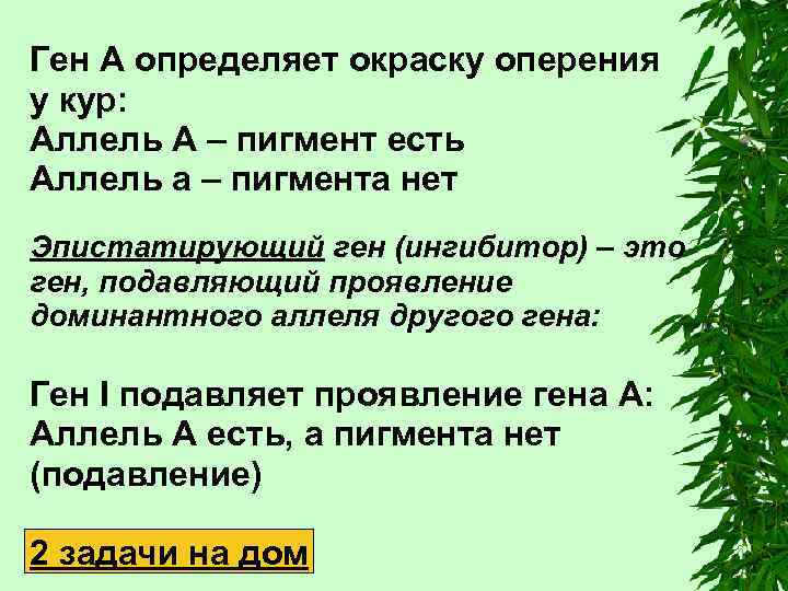 Ген A определяет окраску оперения у кур: Аллель A – пигмент есть Аллель a