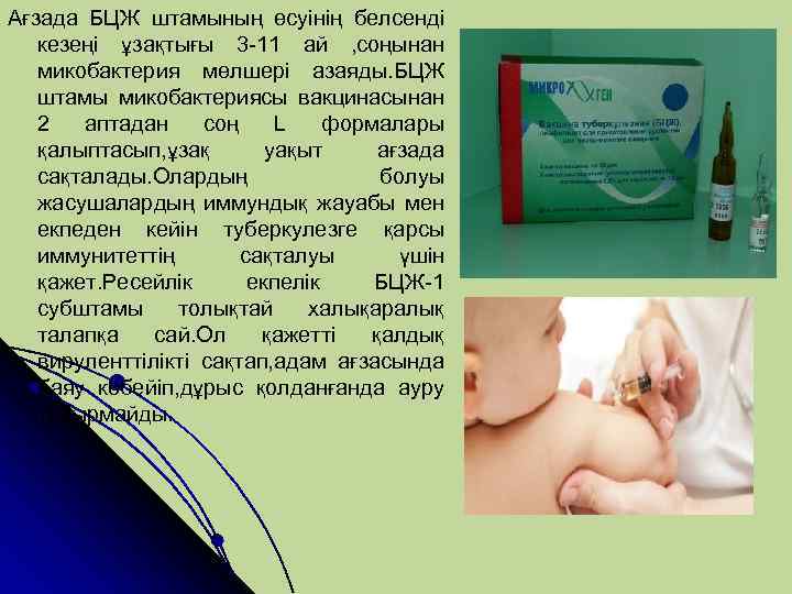 Ағзада БЦЖ штамының өсуінің белсенді кезеңі ұзақтығы 3 -11 ай , соңынан микобактерия мөлшері