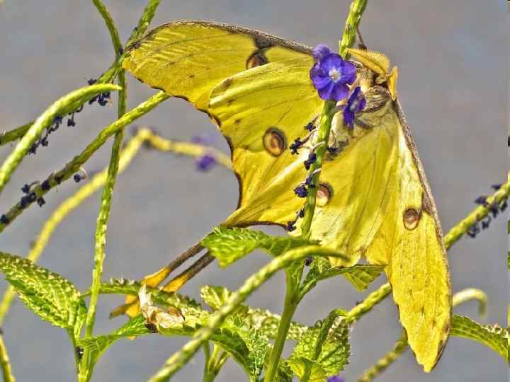 Мадагаскарская комета 