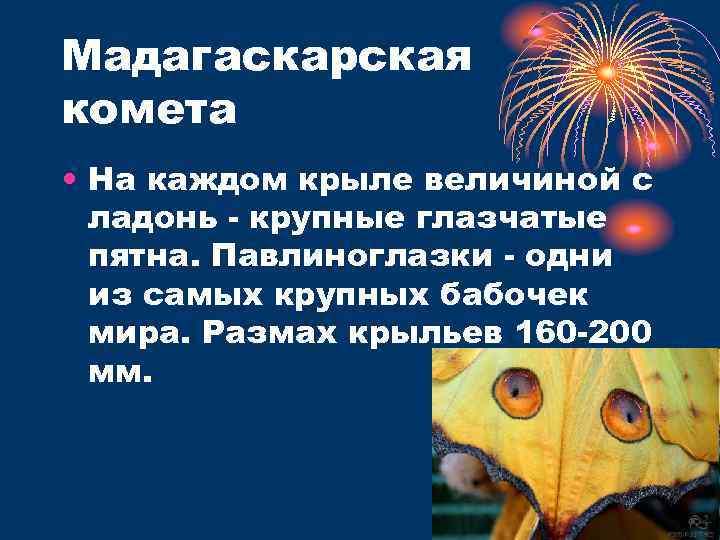Мадагаскарская комета • На каждом крыле величиной с ладонь - крупные глазчатые пятна. Павлиноглазки