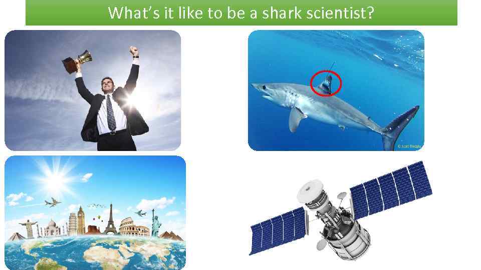 What’s it like to be a shark scientist? 