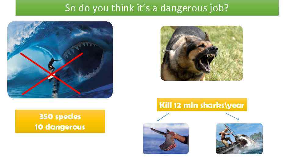 So do you think it’s a dangerous job? Kill 12 mln sharksyear 350 species