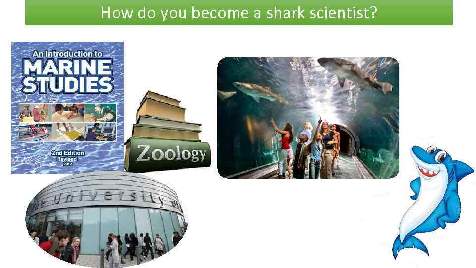 How do you become a shark scientist? 