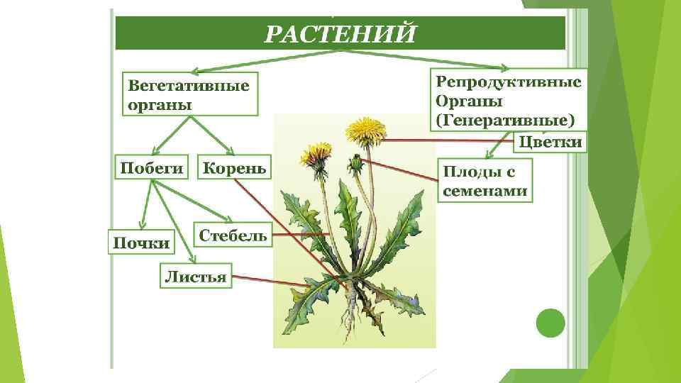 Схема органы цветкового растения 6 класс