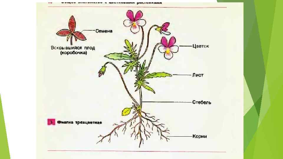 Общее Знакомство С Растениями 6 Класс