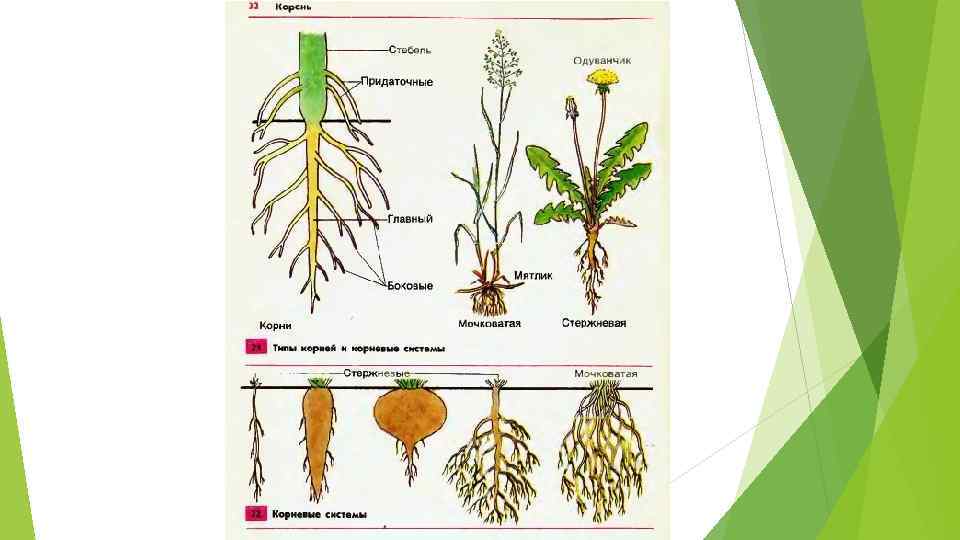 Бывает корневым. Корневые системы растений. Органы цветкового растения корень корневые системы. Деревья со стержневой корневой системой. Корешок растения.