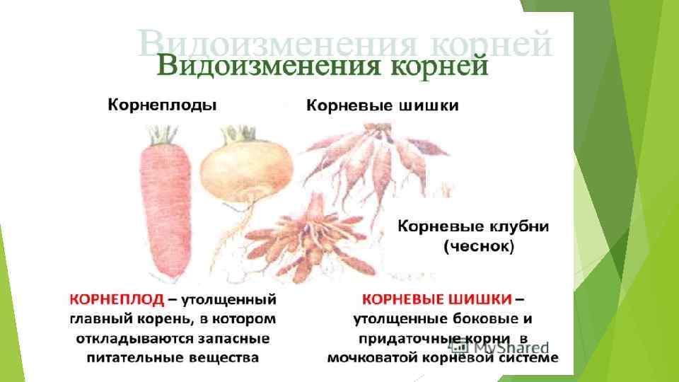 Видоизмененный корень ответ. Видоизменения корневой системы растений. Видоизмененные корни корнеплоды.
