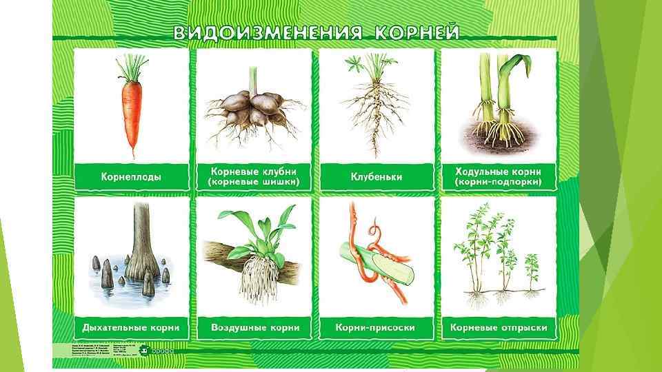 Укажите картинки на которых представлены видоизменения корней