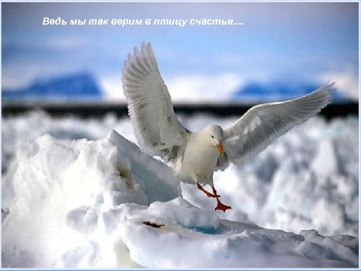 Ведь мы так верим в птицу счастья. . 