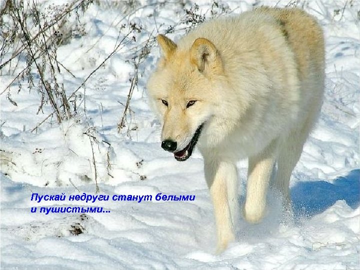 Пускай недруги станут белыми и пушистыми. . . 