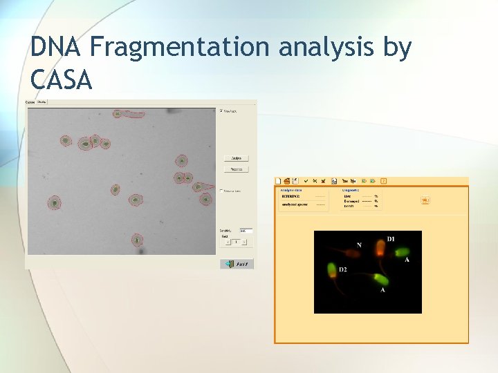 DNA Fragmentation analysis by CASA 