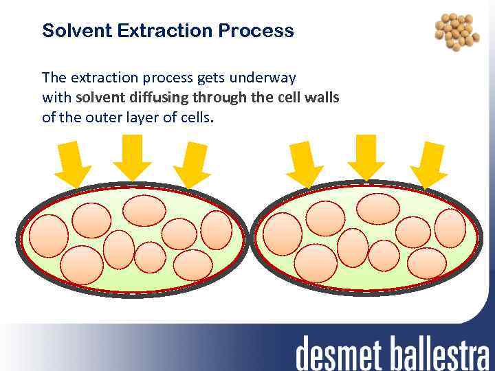 Solvent Extraction Process The extraction process gets underway with solvent diffusing through the cell