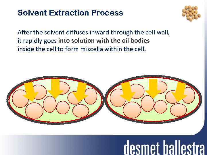 Solvent Extraction Process After the solvent diffuses inward through the cell wall, it rapidly