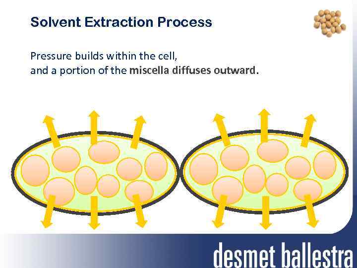 Solvent Extraction Process Pressure builds within the cell, and a portion of the miscella