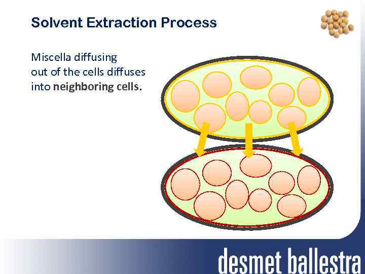 Solvent Extraction Process Miscella diffusing out of the cells diffuses into neighboring cells. 