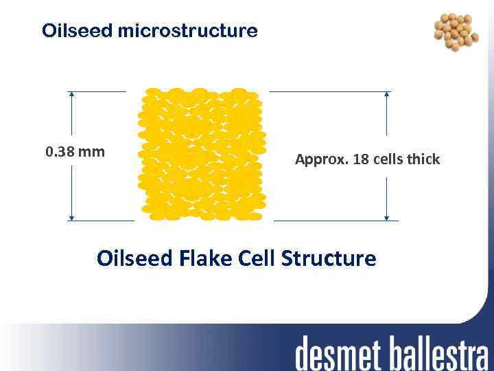 Oilseed microstructure 0. 38 mm Approx. 18 cells thick Oilseed Flake Cell Structure 