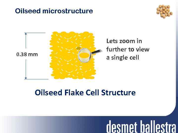 Oilseed microstructure 0. 38 mm Lets zoom in further to view a single cell