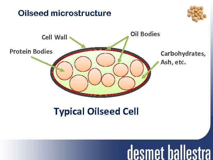 Oilseed microstructure Cell Wall Oil Bodies Protein Bodies Carbohydrates, Ash, etc. Typical Oilseed Cell