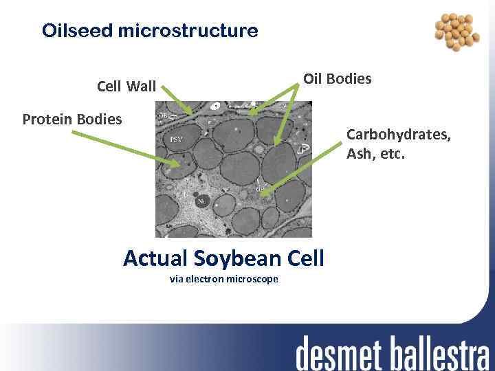 Oilseed microstructure Oil Bodies Cell Wall Protein Bodies Carbohydrates, Ash, etc. Actual Soybean Cell