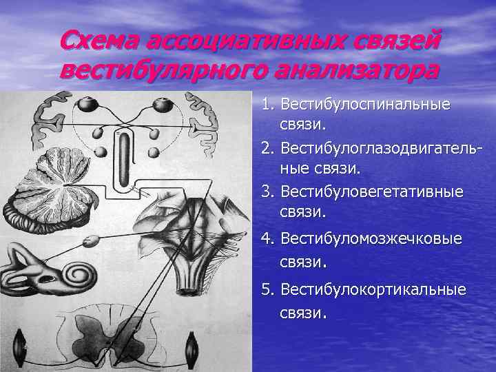 Схема ассоциативных связей вестибулярного анализатора 1. Вестибулоспинальные связи. 2. Вестибулоглазодвигательные связи. 3. Вестибуловегетативные связи.