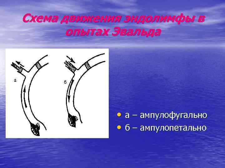 Схема движения эндолимфы в опытах Эвальда • а – ампулофугально • б – ампулопетально