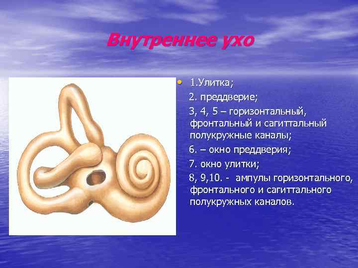 Внутреннее ухо • 1. Улитка; 2. преддверие; 3, 4, 5 – горизонтальный, фронтальный и