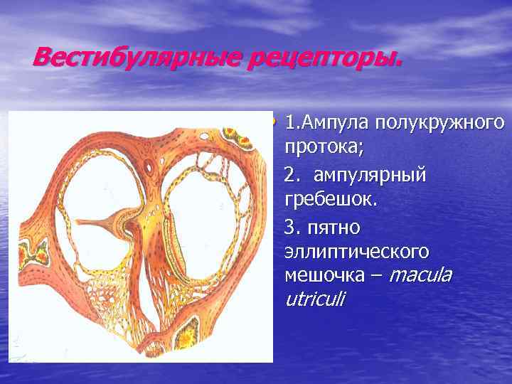 Вестибулярные рецепторы. • 1. Ампула полукружного протока; 2. ампулярный гребешок. 3. пятно эллиптического мешочка