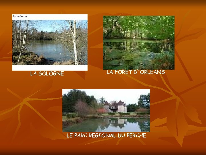 LA SOLOGNE LA FORET D`ORLEANS LE PARC REGIONAL DU PERCHE 