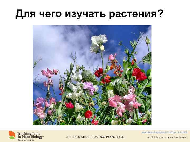 Для чего изучать растения? www. plantcell. org/cgi/doi/10. 1105/tpc. 109. tt 1009 