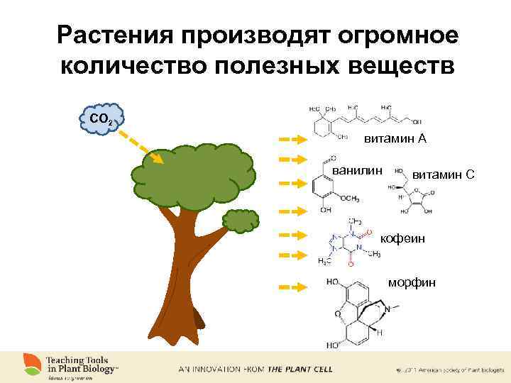 Растения производят огромное количество полезных веществ CO 2 витамин A ванилин витамин C кофеин