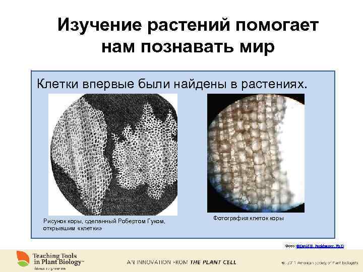 Изучение растений помогает нам познавать мир Клетки впервые были найдены в растениях. Рисунок коры,