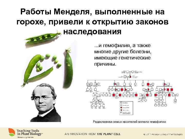 Работы Менделя, выполненные на горохе, привели к открытию законов наследования. . . и гемофилия,