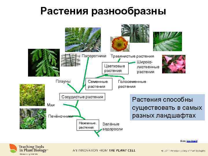 Растения разнообразны Папоротники Травянистые растения Широко. Цветковые лиственные растения Плауны Семенные растения Голосеменные растения
