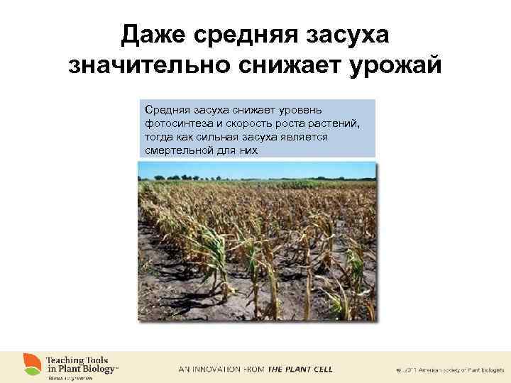 Даже средняя засуха значительно снижает урожай Средняя засуха снижает уровень фотосинтеза и скорость роста