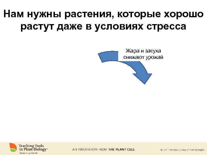 Нам нужны растения, которые хорошо растут даже в условиях стресса Жара и засуха снижают