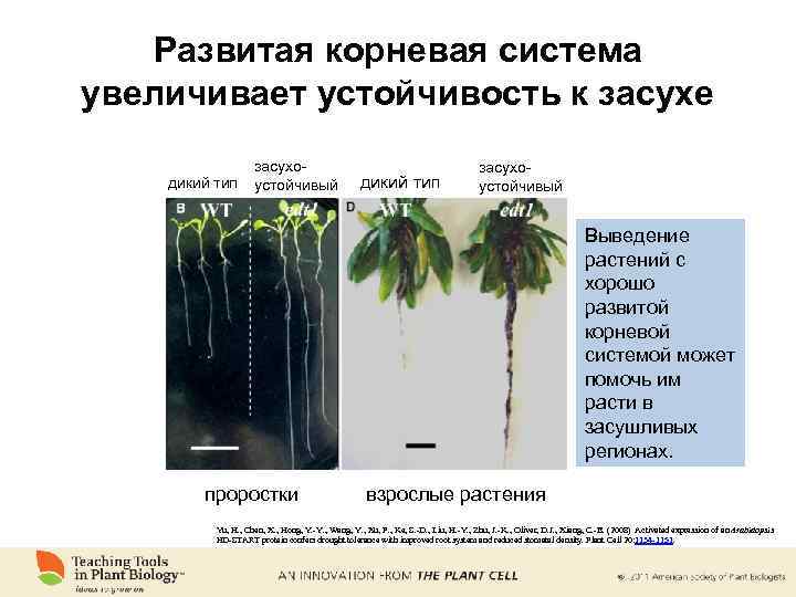 Развитая корневая система увеличивает устойчивость к засухе дикий тип засухоустойчивый Выведение растений с хорошо
