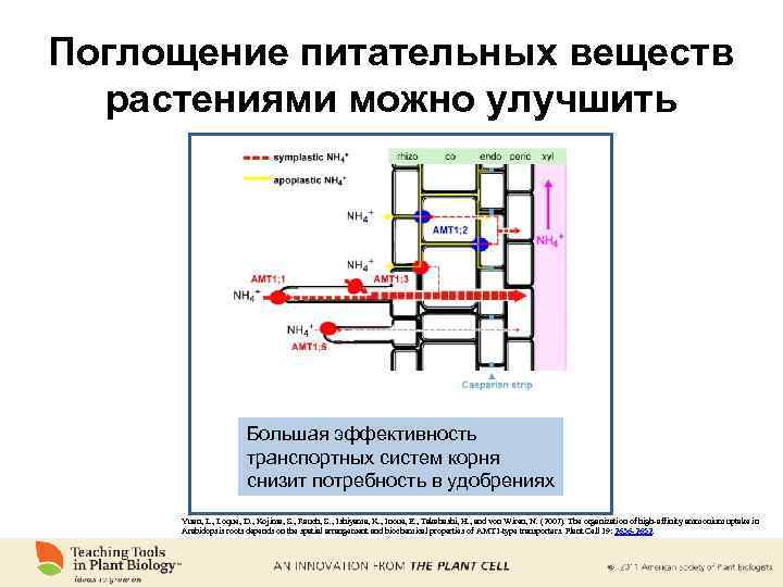 Поглощение питательных веществ растениями можно улучшить Большая эффективность транспортных систем корня снизит потребность в