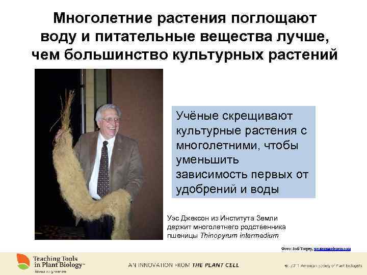 Многолетние растения поглощают воду и питательные вещества лучше, чем большинство культурных растений Учёные скрещивают