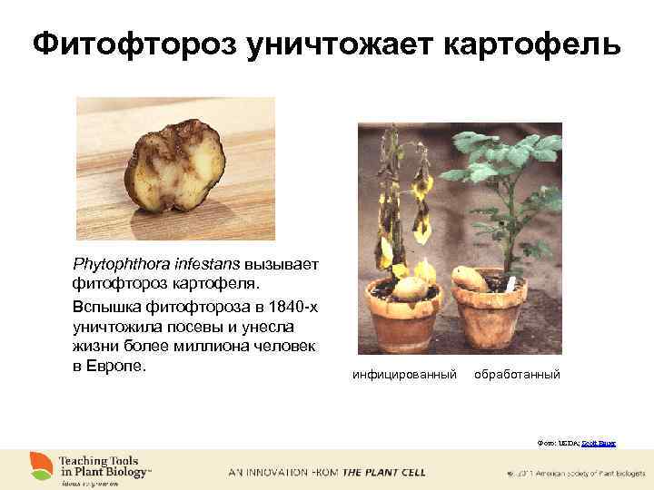 Фитофтороз уничтожает картофель Phytophthora infestans вызывает фитофтороз картофеля. Вспышка фитофтороза в 1840 -х уничтожила