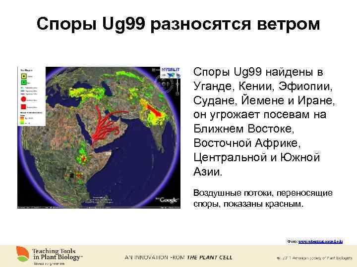 Споры Ug 99 разносятся ветром Споры Ug 99 найдены в Уганде, Кении, Эфиопии, Судане,