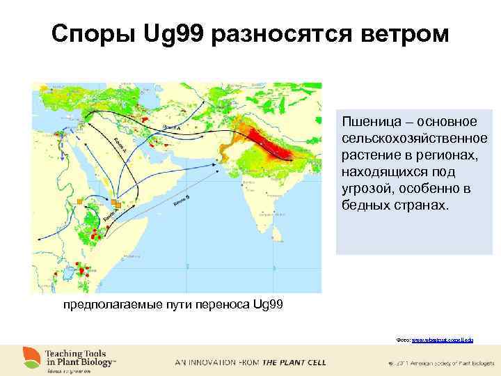 Споры Ug 99 разносятся ветром Пшеница – основное сельскохозяйственное растение в регионах, находящихся под