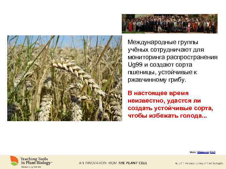 Международные группы учёных сотрудничают для мониторинга распространения Ug 99 и создают сорта пшеницы, устойчивые