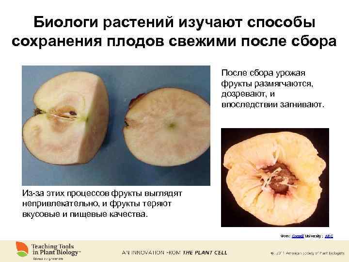 Биологи растений изучают способы сохранения плодов свежими после сбора После сбора урожая фрукты размягчаются,